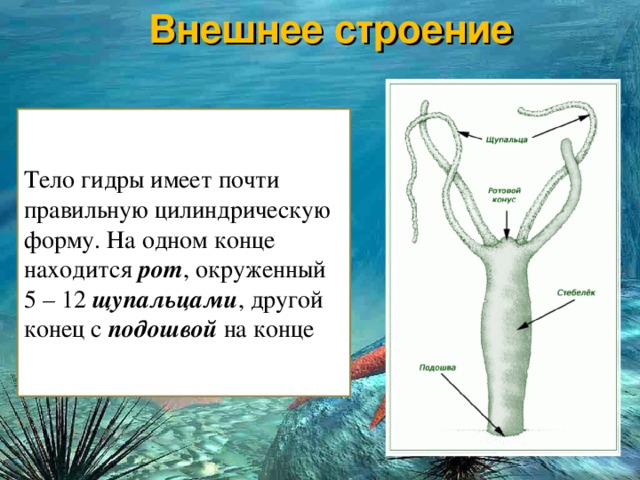 Кракен даркнет рабочая ссылка